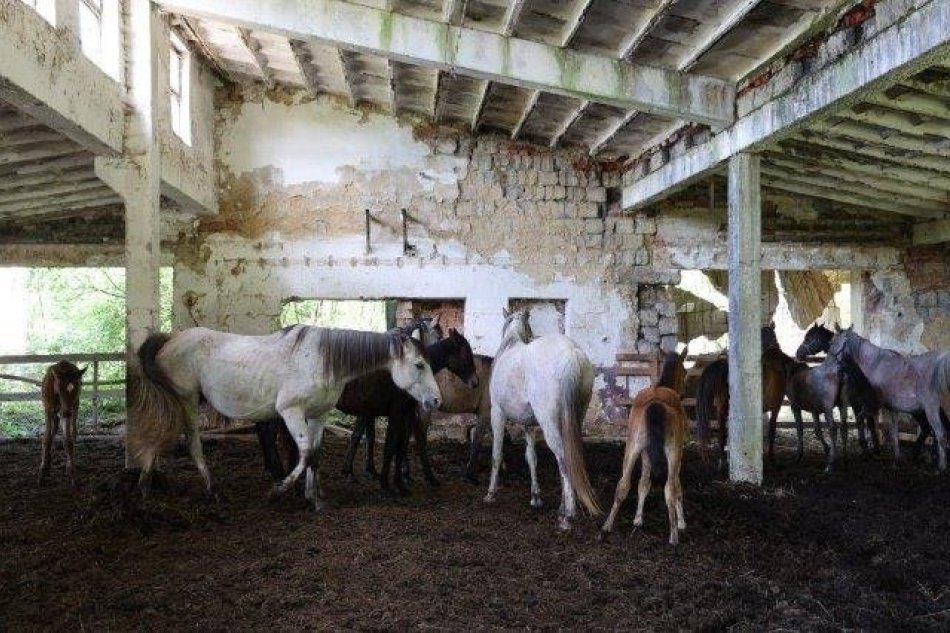 V OBRAZOCH: Muž "choval" 20 zúbožených koní