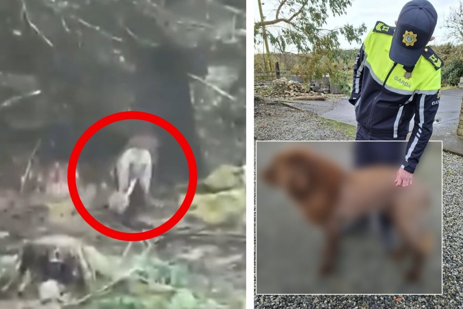 Ľudia si mysleli, že pes je v skutočnosti lev