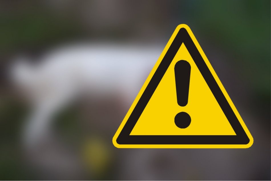 Enviropolícia obvinila muža, ktorý utýral psa