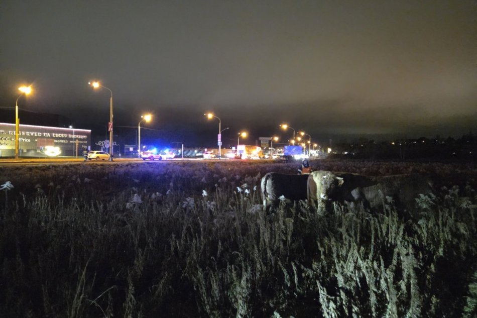 V Prešove na ceste pobehovalo 5 býkov