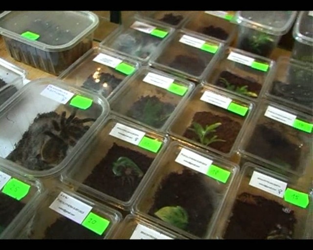 Exotika na internáte