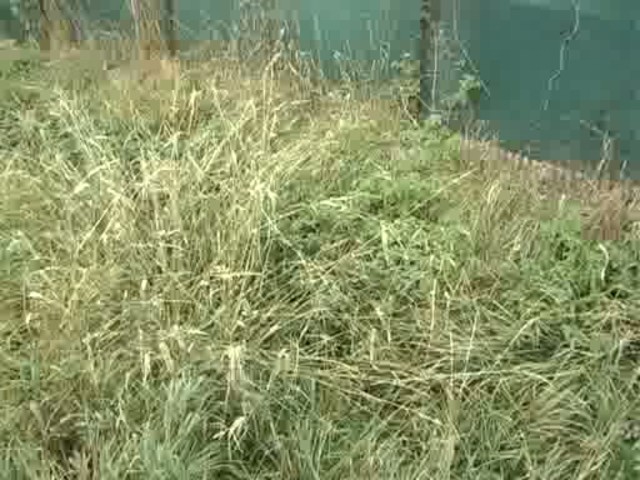 Obyvatelia sa boja dažďa