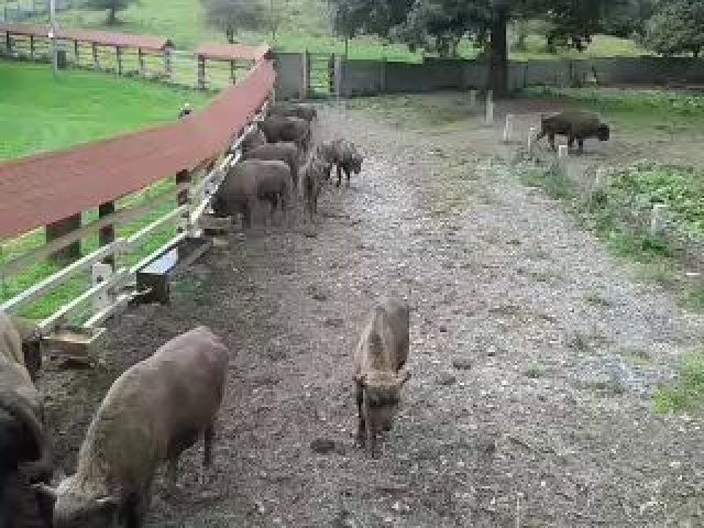 Pokojný život zubrov z Loviec